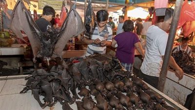 من الخفافيش للسلمون.. عادات صينية تسبتت في إصابة الملايين بفيروس كورونا