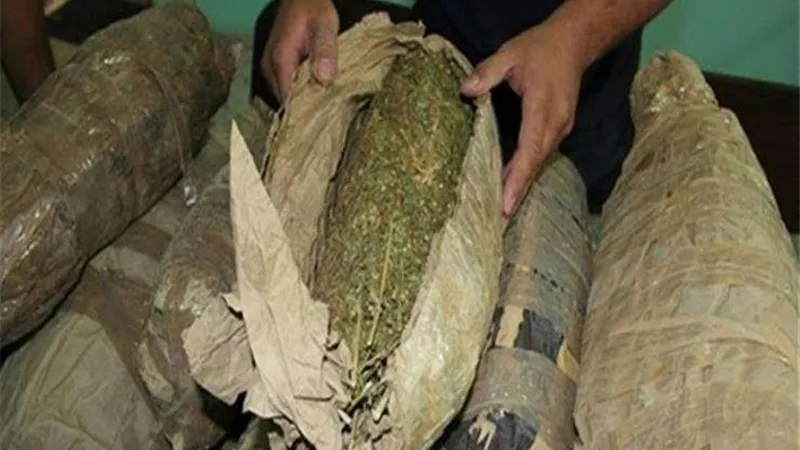 ضبط 10 أفدنة مزروعة بنبات البانجو المخدر بنطاق محافظة البحيرة