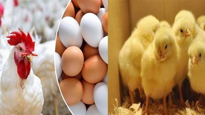الغرفة التجارية بالدقهلية:  تراجع اسعار الدواجن وغالبية أنواع الطيور