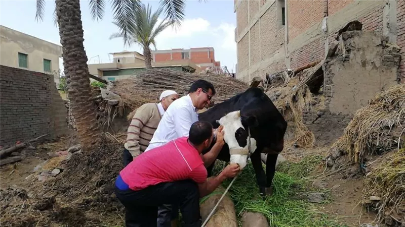 انطلاق الحملة القومية لتحصين المواشي الصغيرة ضد مرض الطاعون بمحافظة الغربية