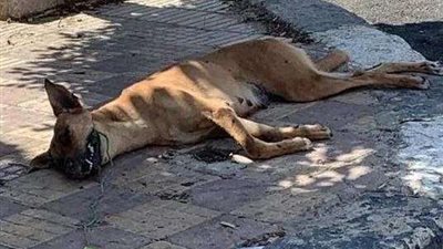 قتل كلب ومخدرات.. عقوبات رادعة تتنظر شخصا عذب كلبه حتى الموت بالقاهرة