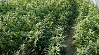 بهذه الطريقة حول عاطل قطعة أرض زراعية لـ