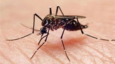 حمى الضنك.. مرض جديد ينطلق من الصين إلى جانب كورونا والطاعون الدبلي