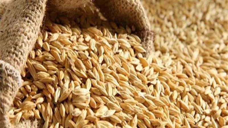 خلال 24 ساعة.. ضبط 313,010 طن من أرز الشعير