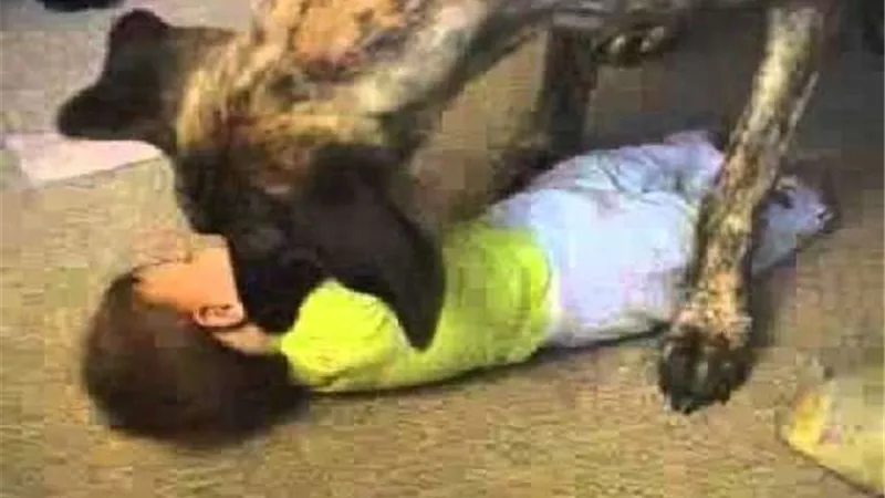 كلب ينهش جسد طفلة حتى الموت بالغربية