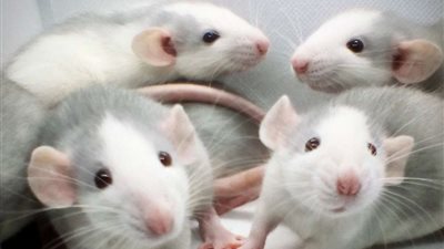 براءة معيد من تهمة قتل 60 فأر تجارب بكلية الطب البيطري بقنا