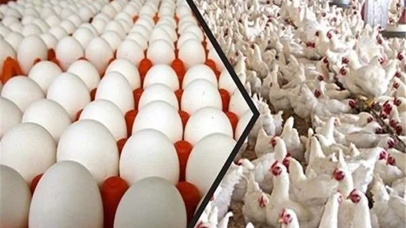 أسعار الدواجن والبيض اليوم الخميس في الأسواق
