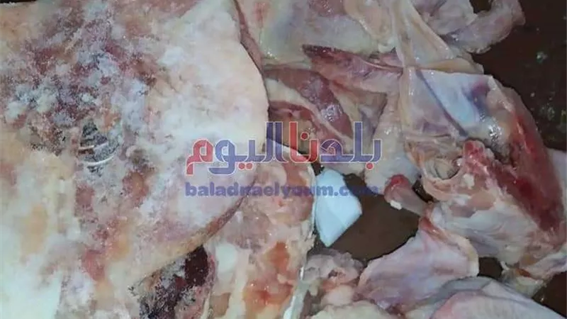 ضبط هياكل دواجن وكبده مجمدة منتهية الصلاحية في المنوفية