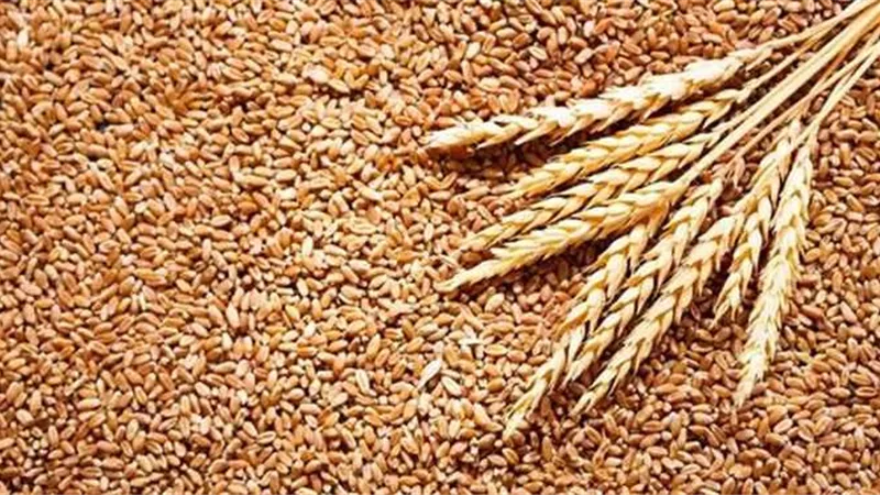 ضبط 236,410 طن أرز شعير قبل بيعها بالسوق السوداء