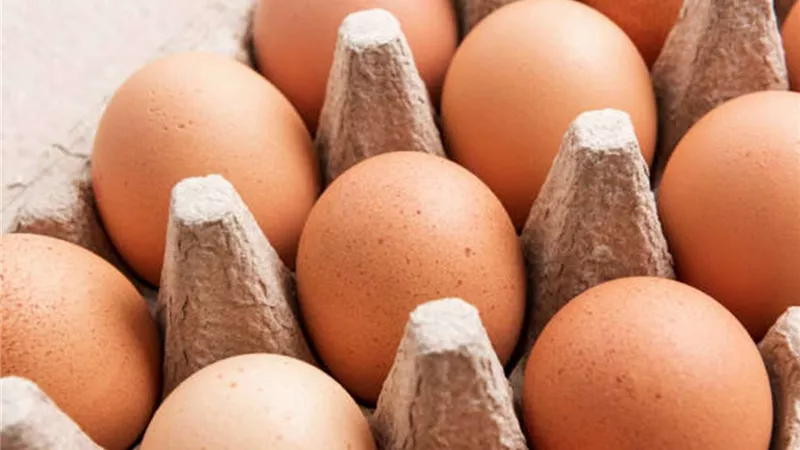 شعبة الدواجن: انخفاض فى أسعار البيض من 3 لـ 5 جنيهات