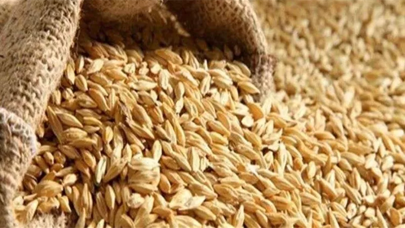 ضبط 392 ألف طن أرز شعير خلال 24 ساعة