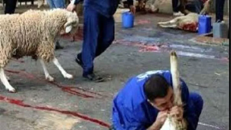 3 آلاف جنيه غرامة على ذبح الأضاحي في الشوارع بالجيزة