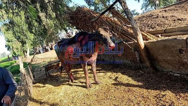 بلدنا اليوم