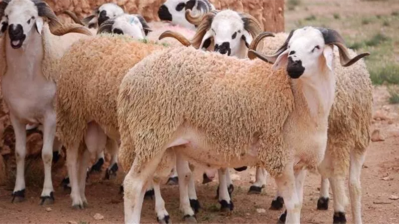 7 شروط لفحص أضحية العيد قبل الشراء.. تفاصيل