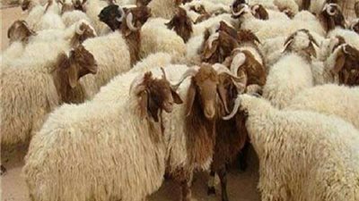 ما حكم ترك مخلفات الأضحية في الشارع؟.. الإفتاء تُجيب