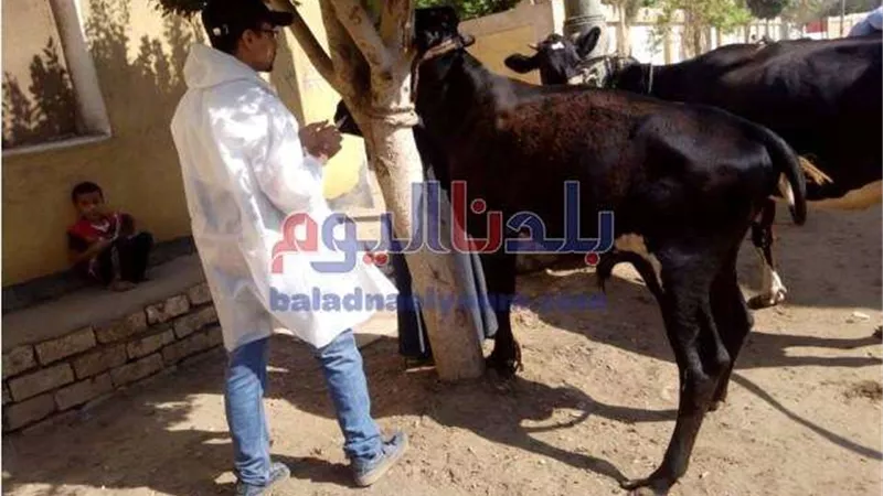 تسليم 1075 رأس ماشية للأسر الأولى بالرعاية بقرى ومراكز المنوفية