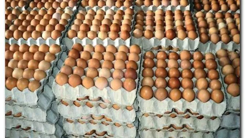 تراجع كبير في سعر كرتونة البيض اليوم الأحد 6 نوفمبر 2022