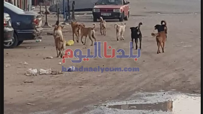 انتشار الكلاب الضالة يهدد حياة المواطنين بالمحلة