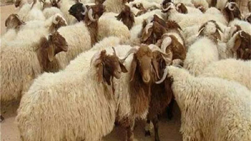 ما حكم ترك مخلفات الأضحية في الشارع؟.. الإفتاء تُجيب