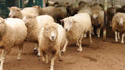 تقليل الحاضرين لمشاهدة الأضحية.. أهم نصائح معهد 