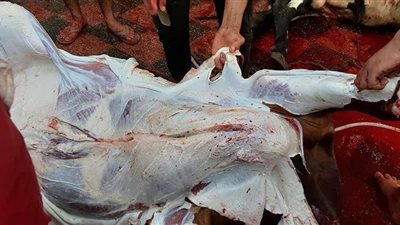 مركز الأزهر للفتوى يكشف آخر موعد لذبح الأضاحي وتوزيعها