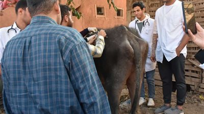 ضمن حياة كريمة.. فحص 563 رأس ماشية في قافلة بيطريه لجامعة مدينة السادات
