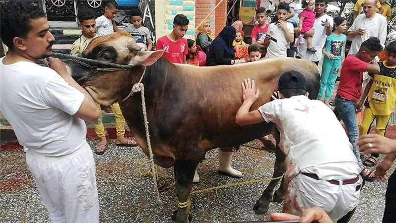 ما حكم توزيع الأضحية بعد إنتهاء العيد؟.. الإفتاء تجيب