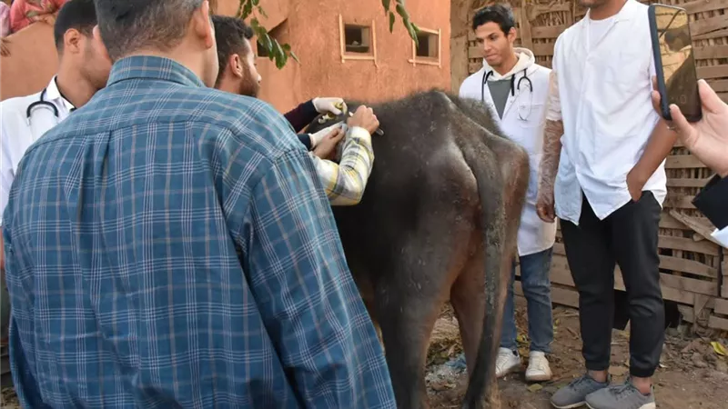 ضمن حياة كريمة.. فحص 563 رأس ماشية في قافلة بيطريه لجامعة مدينة السادات