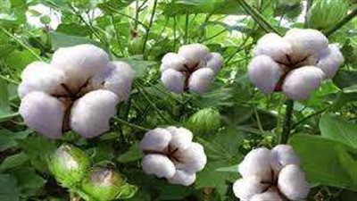 أسعار القطن اليوم اليوم الإثنين 14 نوفمبر في الأسواق