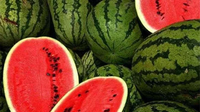 الحكومة تُصدر بيان هام بشأن انتشار البطيخ المسمم في الأسواق