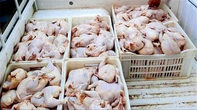 ضبط 3 طن دواجن فاسدة في مجزر بالجيزة