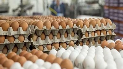 أسعار كرتونة البيض اليوم الأحد 27 نوفمبر في الأسواق