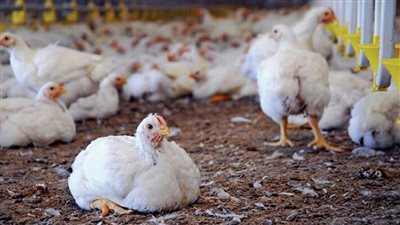 بورصة الدواجن اليوم الاثنين 28 نوفمبر 2022