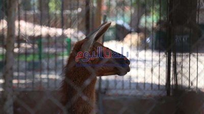 حديقة الحيوان تستقبل زوارها بداية من يوم الإثنين المقبل