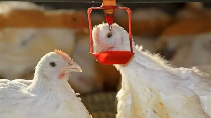 الآن أسعار بورصة الدواجن اليوم الأربعاء 30-11-2022
