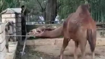 الزراعة تستعد لإعادة فتح حديقة الحيوان أمام الجمهور