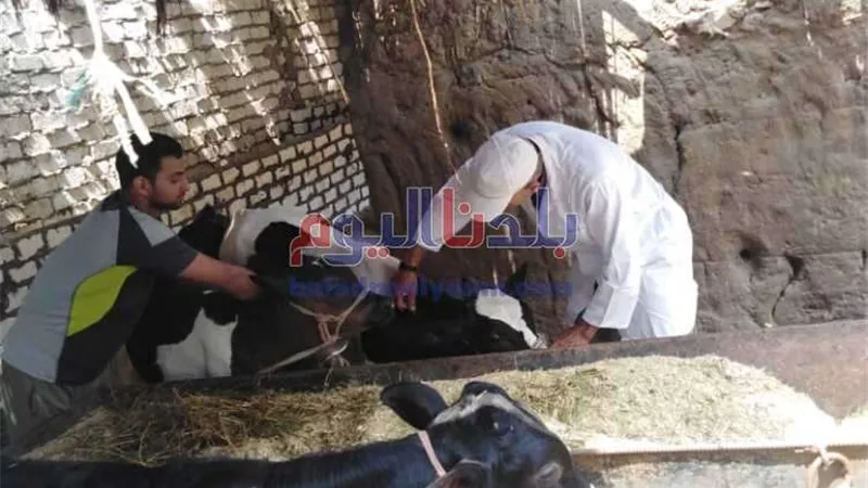 بيطرى المنوفية: تحصين حوالي 168 ألف رأس من الماشية ضمن الحملة القومية للتحصين ضد مرض الحمى القلاعية