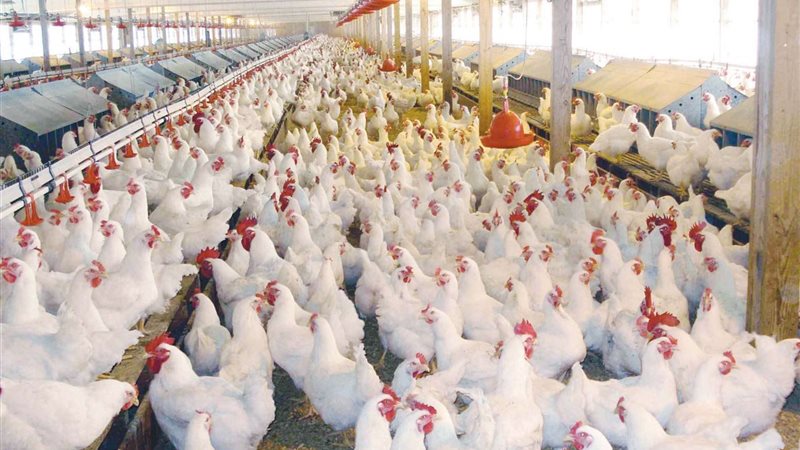 أسعار بورصة الدواجن