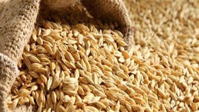 التموين تضبط 715 ألف طن أرز شعير قبل بيعه بالسوق السوداء