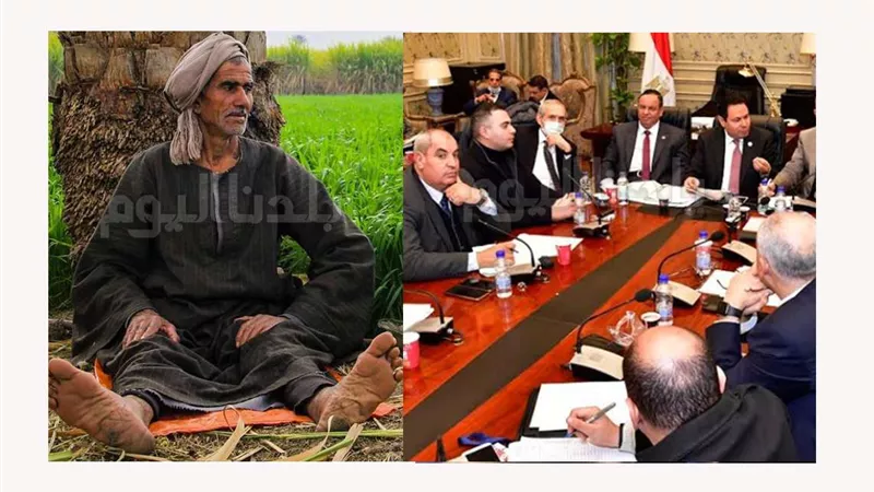 زراعة البرلمان تناقش تدني أسعار توريد القطن عن العام الماضي رغم ارتفاعه عالميا