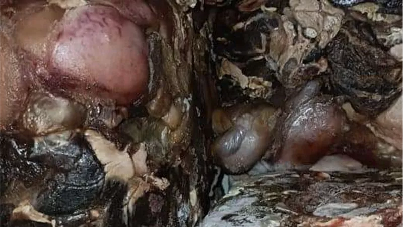 بيطرى المنوفية تضبط  120 كيلو لحوم غير صالحة للاستهلاك الأدمى