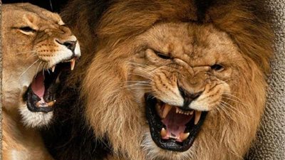 الداخلية تُعلن القبض على 6 أسود في حملة أمنية مُكبرة