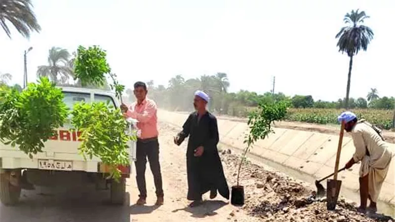 رأس البر تتوسع فى المساحات الخضراء بزراعة 3 آلاف شجرة