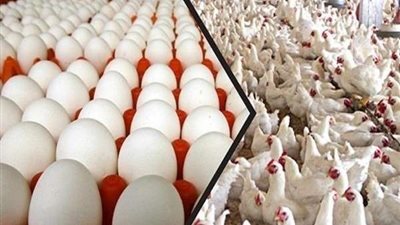 الزراعة شحنة الدواجن المستوردة لن تدخل السوق المحلي وسوف يتم تصنيعها وإعادة تصديرها