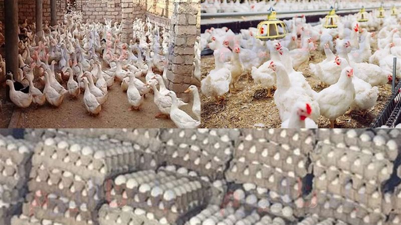 أسعار الدجاج والبط