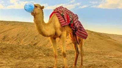 أستاذ بعلم الأحياء يكشف أعراض أنفلونزا الأبل وطريقة انتقاله بين البشر