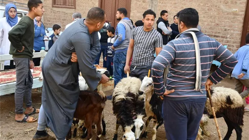 جامعة سوهاج تطلق القافلة البيطرية المجانية لقرية الرويهيب بالمنشأة