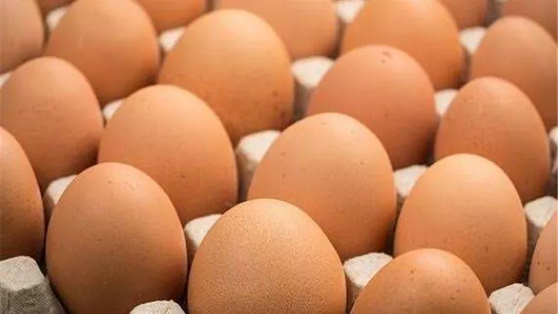 منتجي الدواجن  طبق البيض يخسر 20 جنيه|تفاصيل