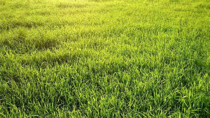 الزراعة تنظم دورة للاستخدام الآمن والفعال لمبيدات الحشائش بالشرقية