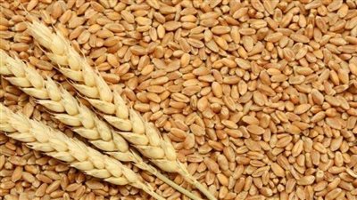 أزمة غذائية تهز العالم.. صحيفة بريطانية تحذر من تراجع تمويل المزارعين